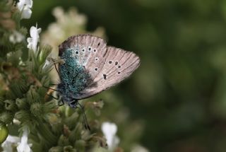 okgzl Diana Mavisi (Polyommatus diana)