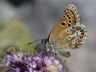 okgzl Geranium Mavisi (Aricia eumedon)