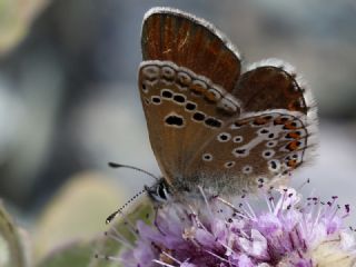 okgzl Geranium Mavisi (Aricia eumedon)