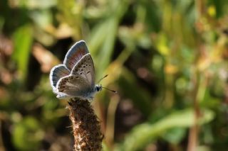 Anadolu okgzls (Polyommatus hyacinthus)