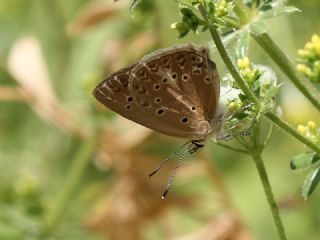 Anormal okgzl (Polyommatus admetus)