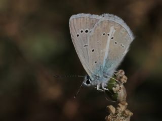 okgzl Hayal Mavisi (Polyommatus pierceae)