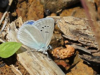 Sertavul okgzls (Polyommatus sertavulensis)