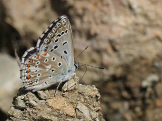 okgzl Levantin illi Mavisi (Polyommatus syriaca)