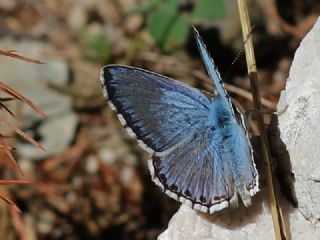 okgzl Levantin illi Mavisi (Polyommatus syriaca)