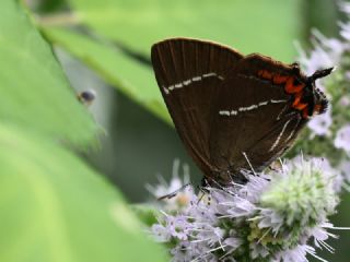 Karaaa Sevbenisi (Satyrium w-album)