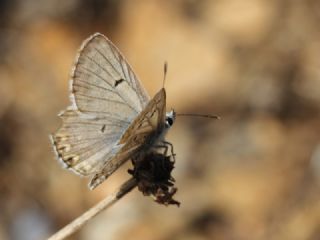 okgzl Lbnan Mavisi (Aricia bassoni)