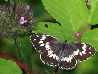 Kara Melike (Melanargia syriaca)