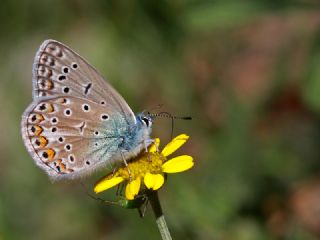 okgzl Hatay Mavisi (Polyommatus bollandi)