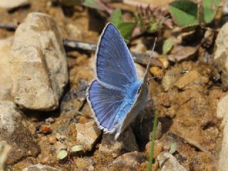 Mara Mavisi (Polyommatus maraschi)