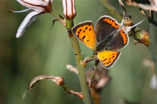 Benekli Bakr Gzeli (Lycaena phlaeas)