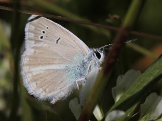 Mara Mavisi (Polyommatus maraschi)