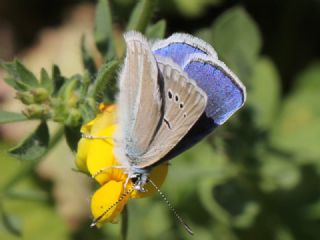 Mara Mavisi (Polyommatus maraschi)