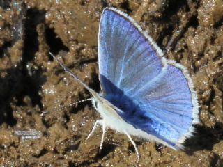 Mara Mavisi (Polyommatus maraschi)