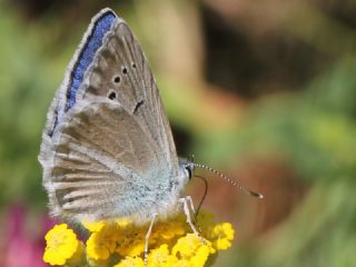 Mara Mavisi (Polyommatus maraschi)