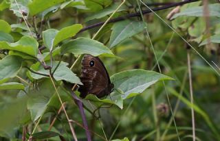 Kara Hayalet (Minois dryas)