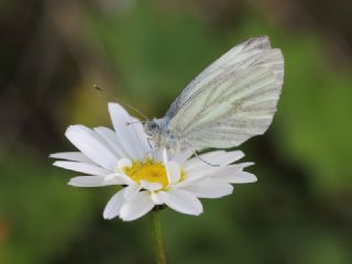 izgili Da Beyazmelei (Pieris bryoniae)