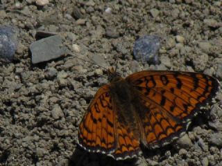 Cezayirli parhan (Melitaea ornata)