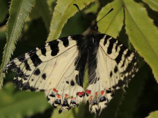 Kafkas Fistosu (Zerynthia caucasica)