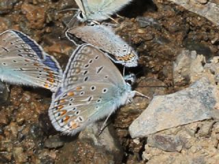 okgzl Mavi (Polyommatus icarus)