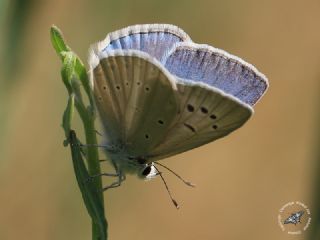 okgzl Poseydon Mavisi (Polyommatus poseidon)