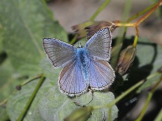 okgzl Kandl Mavisi (Polyommatus kanduli)