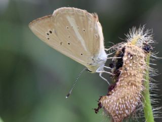 ? Agro Tr (Tanmsz) (Agrodiaetus sp.)