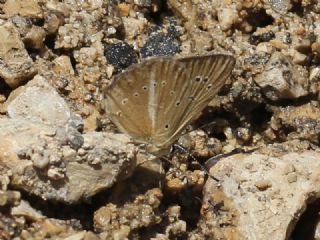 ? Agro Tr (Tanmsz) (Agrodiaetus sp.)