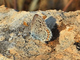 Himalaya Mavisi (Pseudophilotes vicrama)