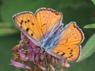 Byk Mor Bakr Gzeli (Lycaena alciphron)