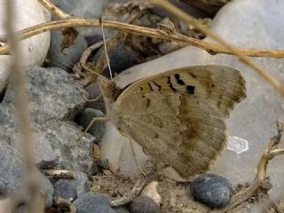 Dicle Gzeli (Junonia orithya)