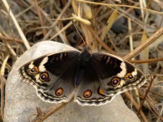Dicle Gzeli (Junonia orithya)