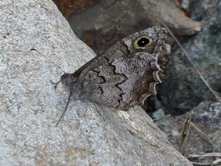 Anadolu Karamelei (Hipparchia fatua)