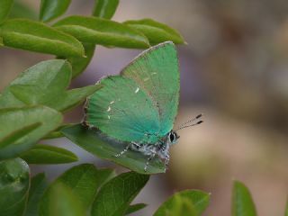 Byk Zmrt (Callophrys herculeana)
