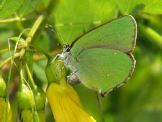 Byk Zmrt (Callophrys herculeana)