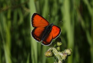 Ate Bakr Gzeli (Lycaena candens)