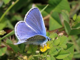 okgzl Mavi (Polyommatus icarus)