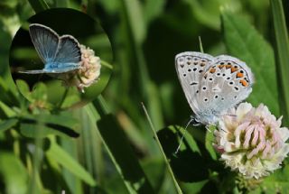 okgzl Eros (Polyommatus eros)