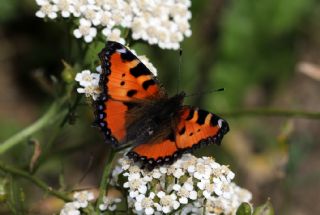 Aglais (Aglais urticae)