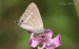 Lampides (Lampides boeticus)