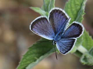 Gm Lekeli Esmergz (Plebejus argus)