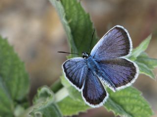 Gm Lekeli Esmergz (Plebejus argus)