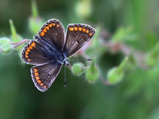 okgzl Esmer (Aricia agestis)