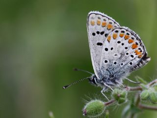 okgzl Esmer (Aricia agestis)