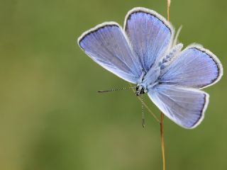 okgzl Mavi (Polyommatus icarus)