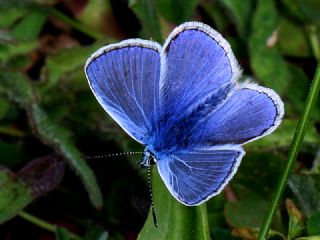 okgzl Mavi (Polyommatus icarus)