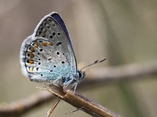 okgzl Mavi (Polyommatus icarus)