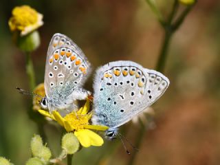 okgzl Mavi (Polyommatus icarus)