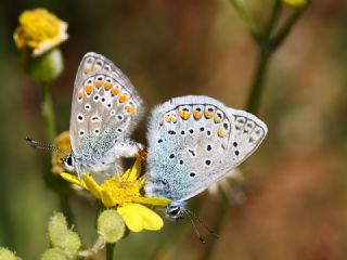 okgzl Mavi (Polyommatus icarus)