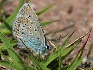 okgzl Mavi (Polyommatus icarus)